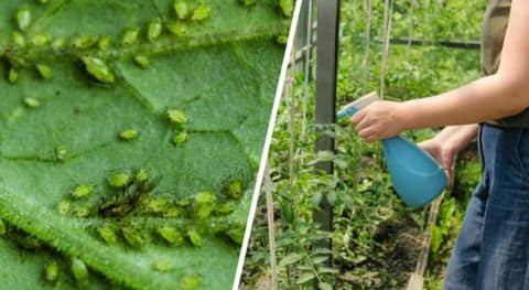 Защита помидоров от тли