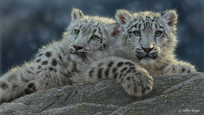 snow leopard cubs