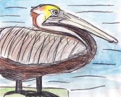 This is a brown pelican drawn by Olivia Bouler This is a brown pelican drawn by Olivia Bouler