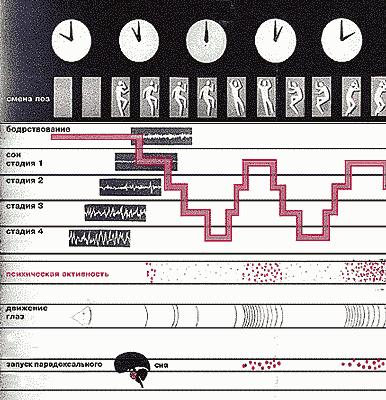 стадии сна стадии сна