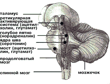 Общая схема строения мозга и его фрагмент Общая схема строения мозга и его фрагмент